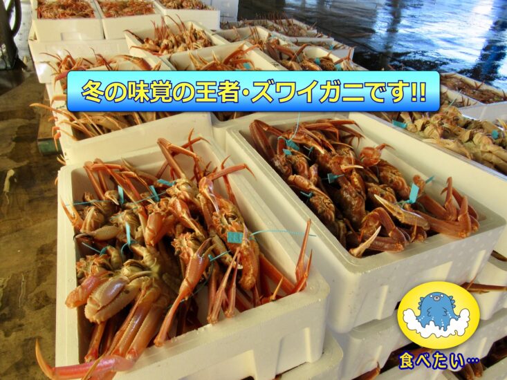 冬の味覚の王者･ズワイガニが登場です!!（金沢港）