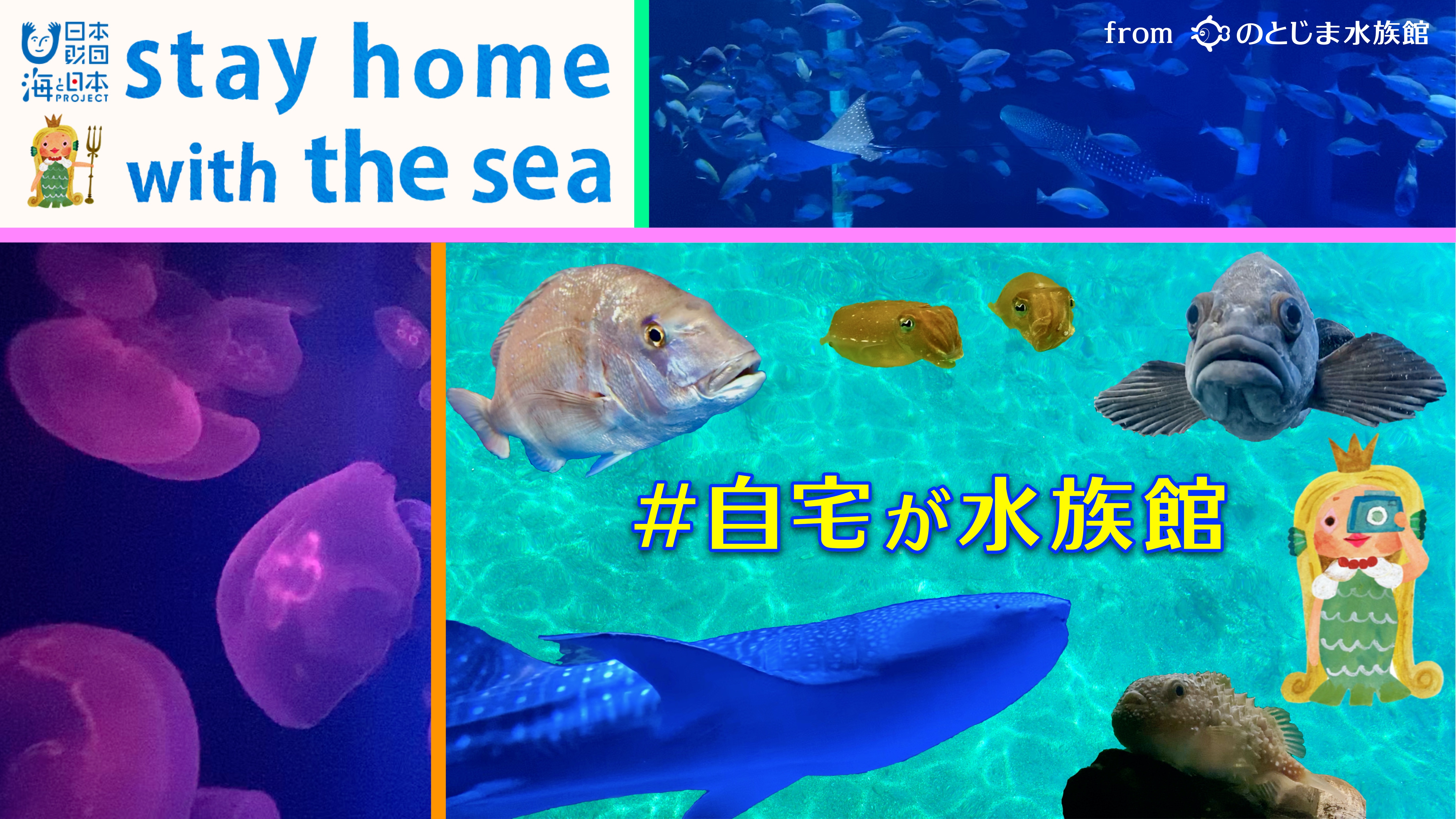 Stay Home With The Sea 自宅が水族館 になります 海と日本project In いしかわ