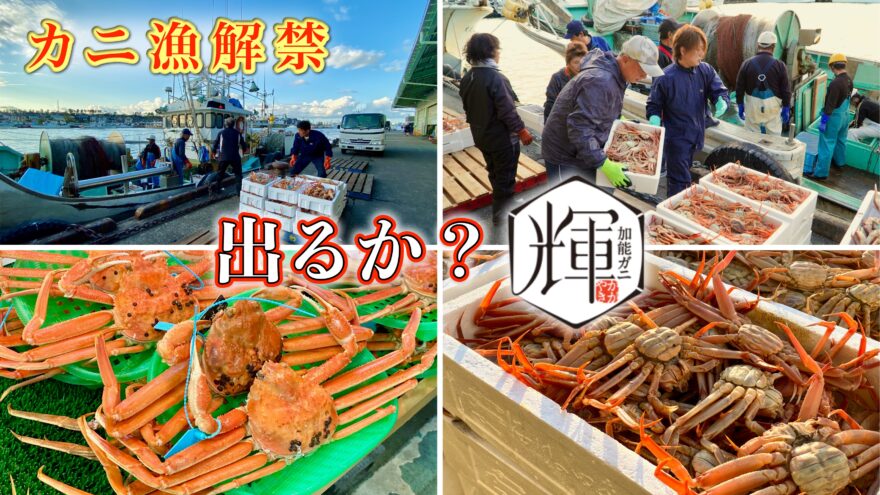 11月6日(土) 石川県のズワイガニ漁が解禁！