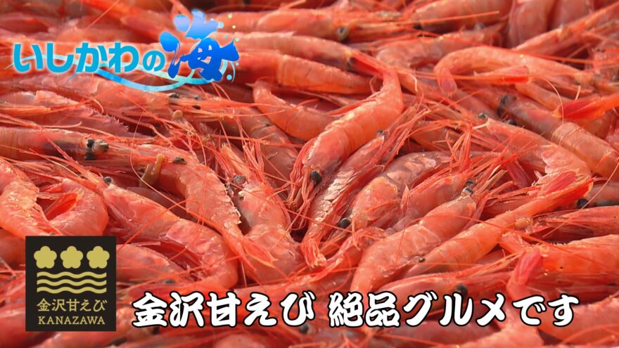 絶品！ 秋の味覚･金沢甘エビ🦐🦐🦐