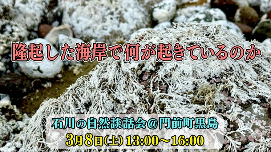 隆起した能登の海岸はどうなってる？　＠輪島市門前町黒島