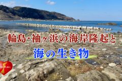 能登半島地震で隆起した海の生き物【Vol.3】